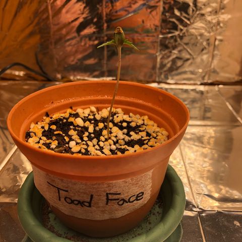 Toad Face growlog timeline photo