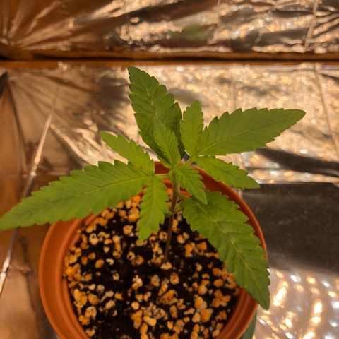 Toad Face growlog timeline photo