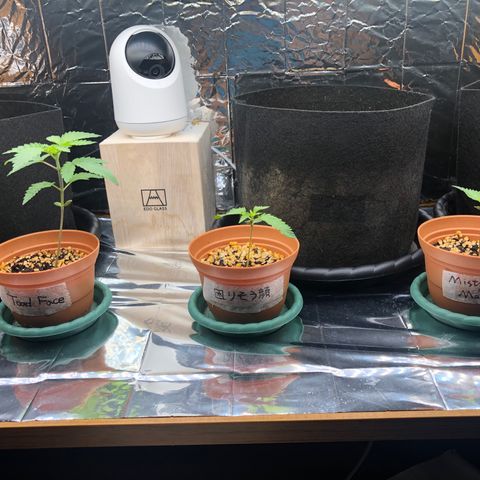 Toad Face growlog timeline photo