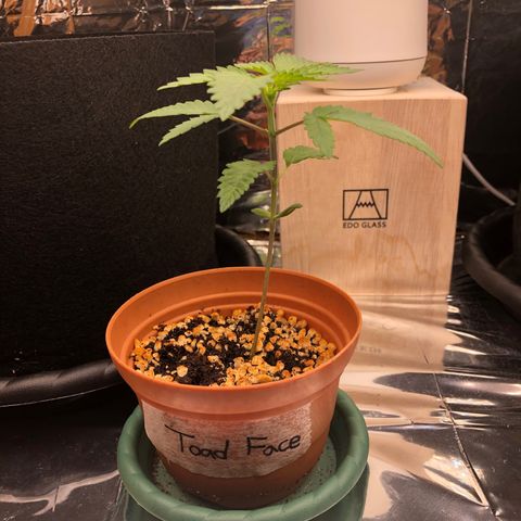 Toad Face growlog timeline photo