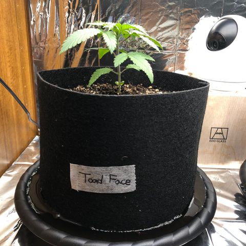 Toad Face growlog timeline photo
