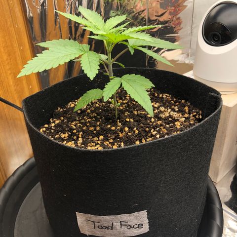 Toad Face growlog timeline photo