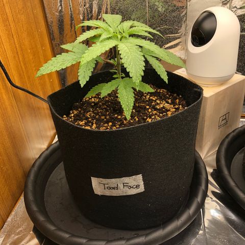 Toad Face growlog timeline photo