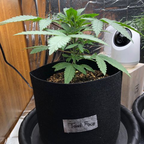 Toad Face growlog timeline photo