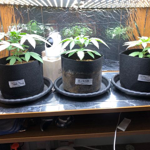 Toad Face growlog timeline photo