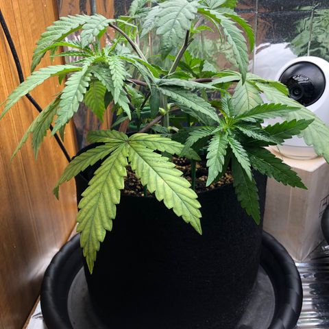 Toad Face growlog timeline photo