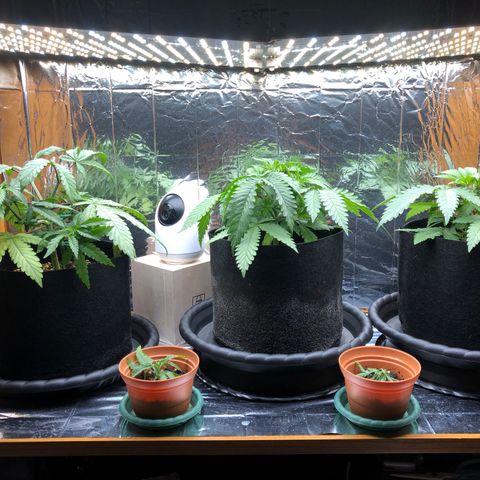 Toad Face growlog timeline photo