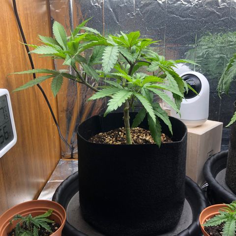Toad Face growlog timeline photo