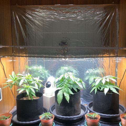 Toad Face growlog timeline photo