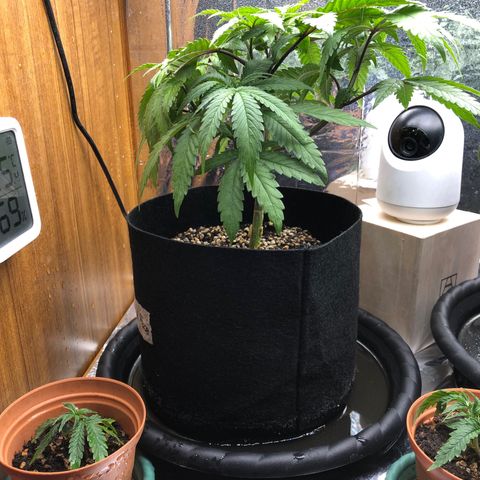 Toad Face growlog timeline photo