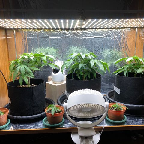 Toad Face growlog timeline photo
