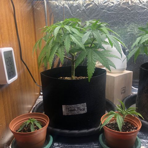 Toad Face growlog timeline photo