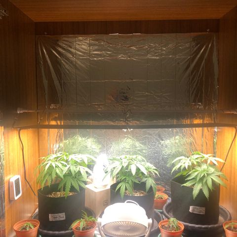 Toad Face growlog timeline photo