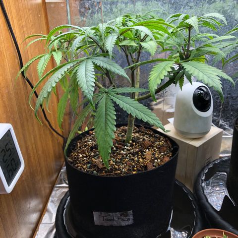 Toad Face growlog timeline photo