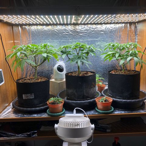 Toad Face growlog timeline photo