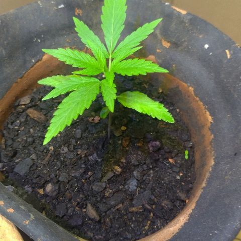 Prenseed #01 growlog timeline photo