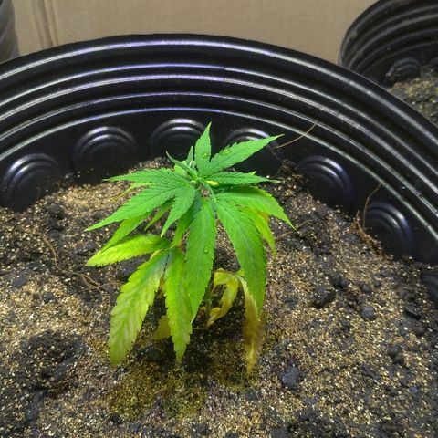 Prenseed #01 growlog photo: Alteração de solo
 
Composição:
Fibra de coco
Terra vegetal
Vermiculita
Humus
Farinha de Osso