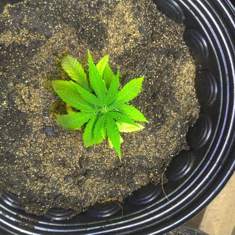 Prenseed #01 growlog photo: Alteração de solo
 
Composição:
Fibra de coco
Terra vegetal
Vermiculita
Humus
Farinha de Osso