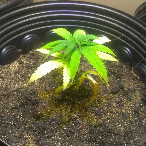Prenseed #01 growlog timeline photo