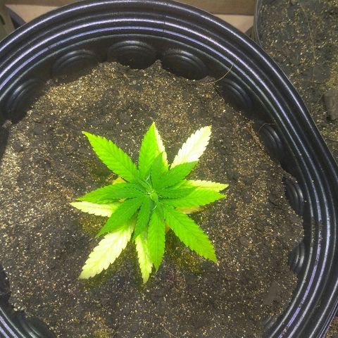 Prenseed #01 growlog timeline photo