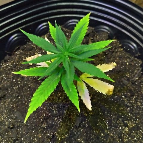 Prenseed #01 growlog timeline photo