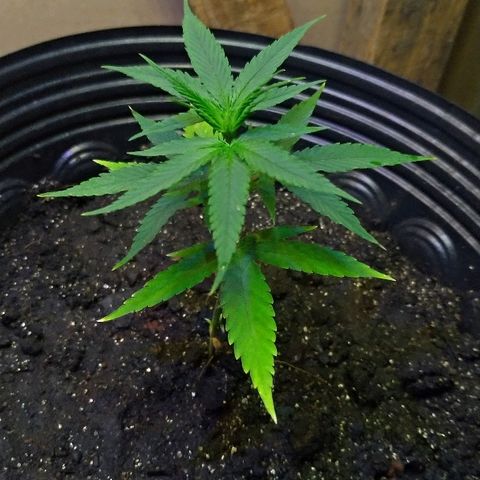 Prenseed #01 growlog timeline photo