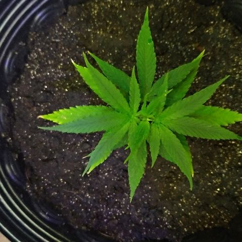 Prenseed #01 growlog timeline photo