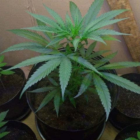Prenseed #01 growlog timeline photo