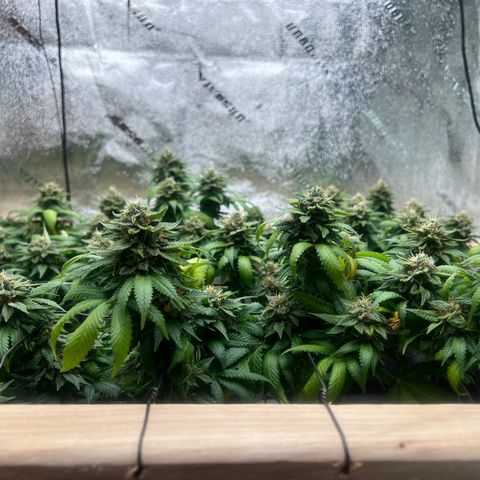 Sour Diesel growlog timeline photo