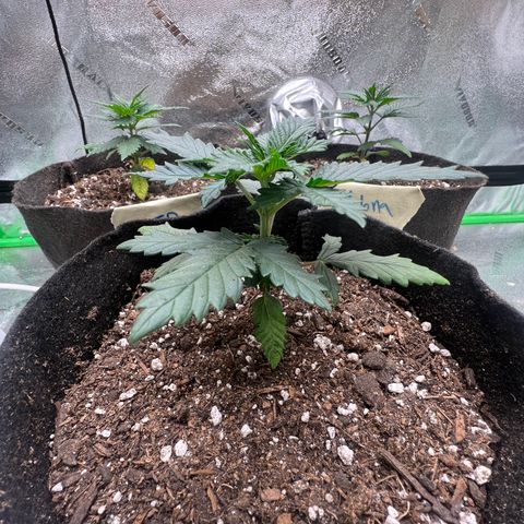 Sour Diesel growlog timeline photo