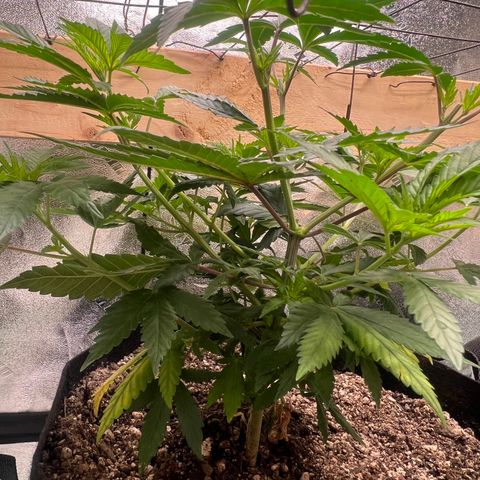 Sour Diesel growlog timeline photo