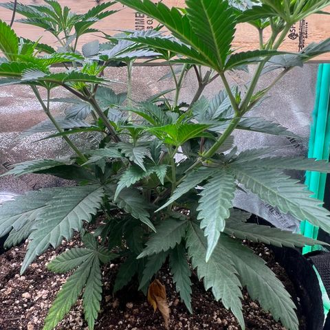 Mahelona  growlog timeline photo