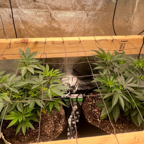 Mahelona  growlog photo: Sour Diesel, Mahelona