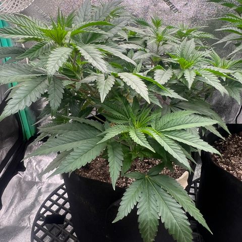 Sour Diesel growlog timeline photo