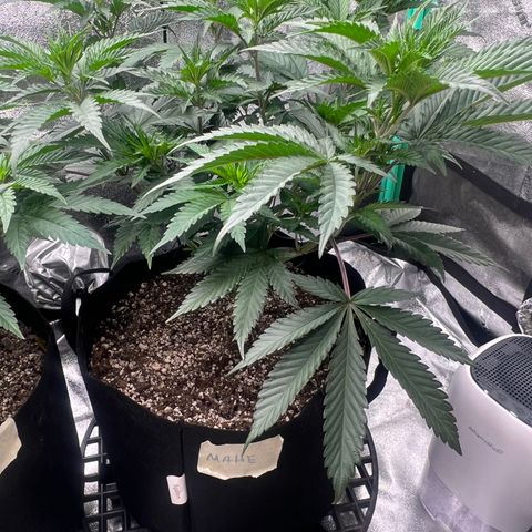 Mahelona  growlog timeline photo