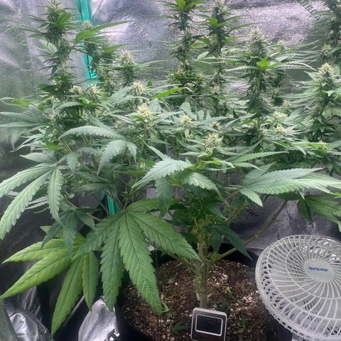 Sour Diesel growlog photo: Week 4