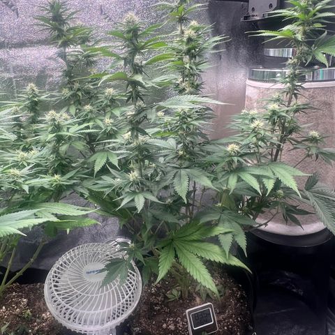 Mahelona  growlog photo: Week 4 freshly defoliated 