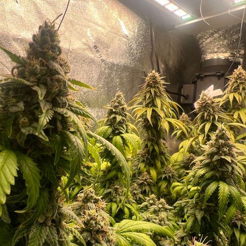 Mahelona  growlog timeline photo