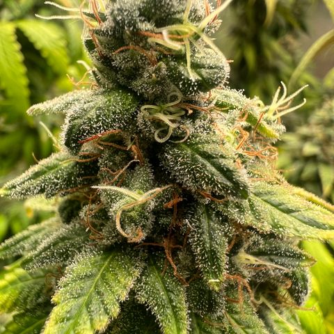 Sour Diesel growlog timeline photo