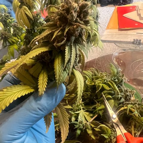 Mahelona  growlog photo: Harvest