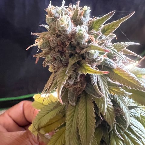 Mahelona  growlog photo: Harvest