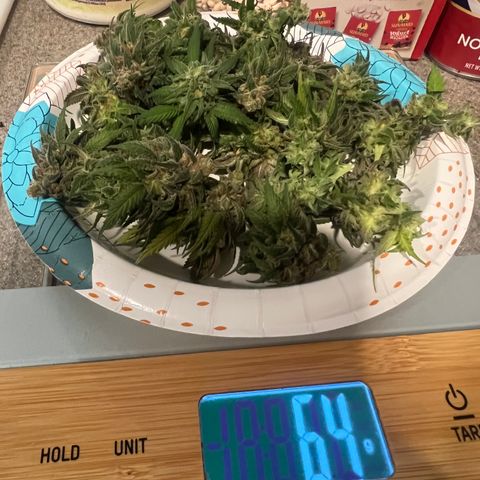 Mahelona  growlog photo: Harvest