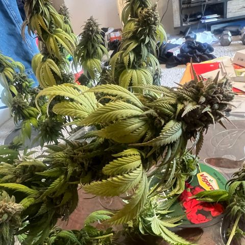 Mahelona  growlog photo: Harvest