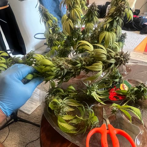 Mahelona  growlog photo: Harvest