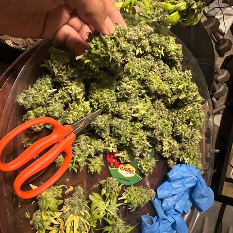 Sour Diesel growlog timeline photo