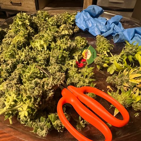 Sour Diesel growlog timeline photo