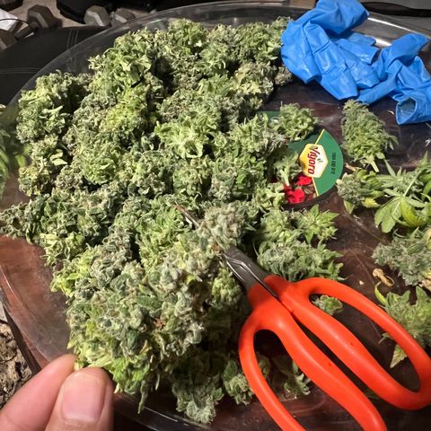 Sour Diesel growlog timeline photo