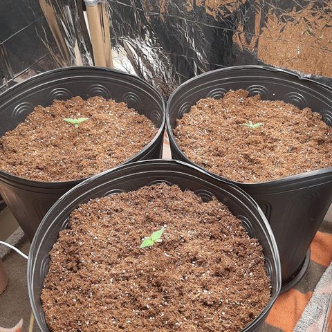 Critical Purple growlog timeline photo