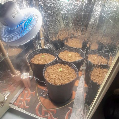 Critical Purple growlog timeline photo