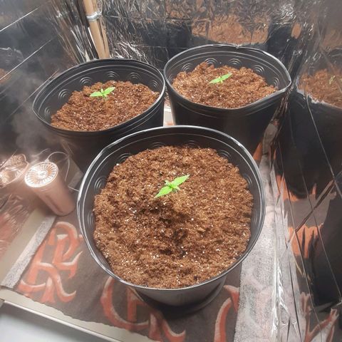 Critical Purple growlog photo: Nutrição Flowermind 